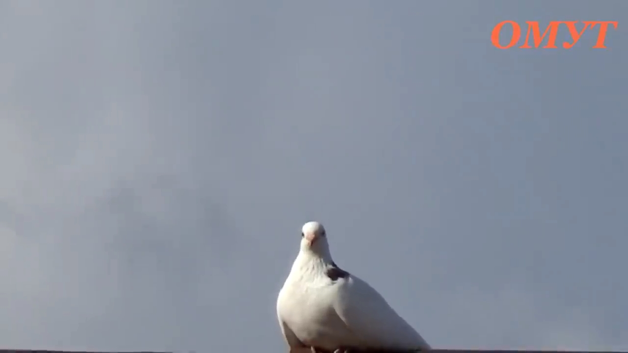 белый голубь на крыше