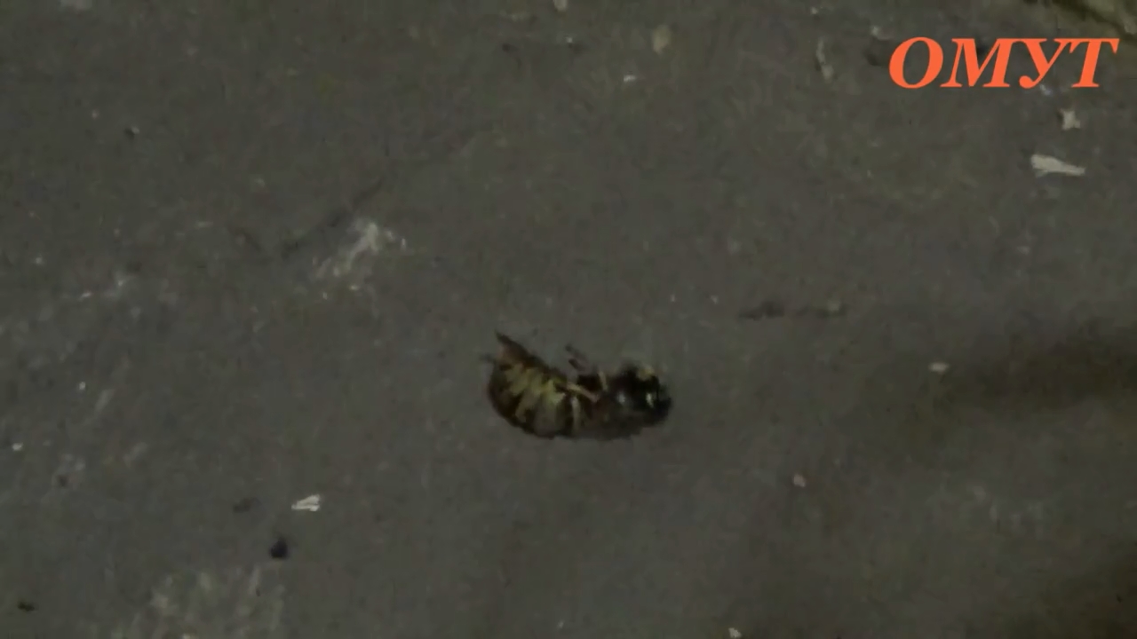 пчела на полу
