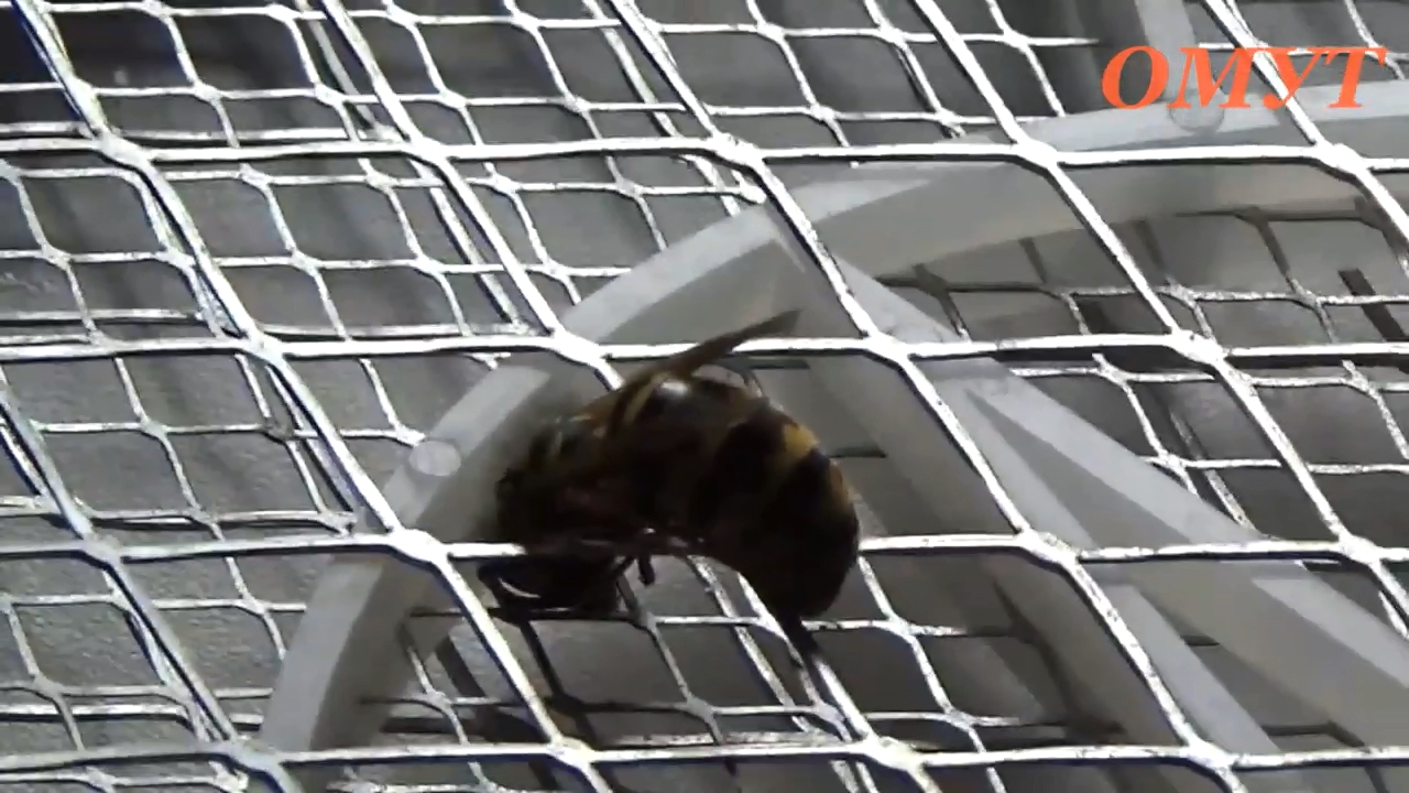 пчела в сетке